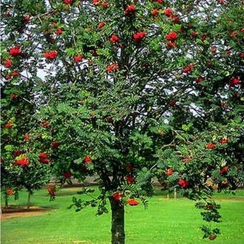  Sorbus Aucuparia Cardinal Royal
