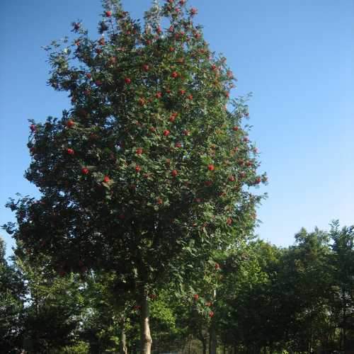  Sorbus Aucuparia Sheerwater Seedling