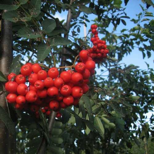  Sorbus Aucuparia Sheerwater Seedling