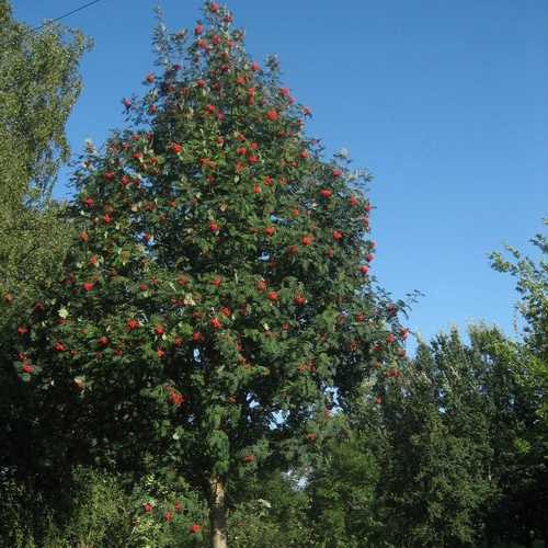  Sorbus Aucuparia Sheerwater Seedling