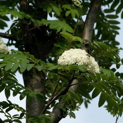  Sorbus Aucuparia Sheerwater Seedling