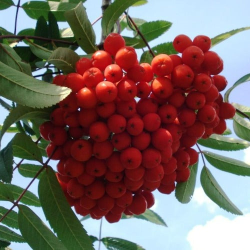  Sorbus Aucuparia Var. Edulis
