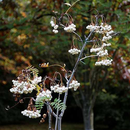  Sorbus Cashmiriana - Kashmir Rowan