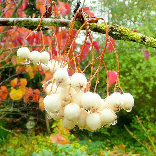  Sorbus Cashmiriana - Kashmir Rowan