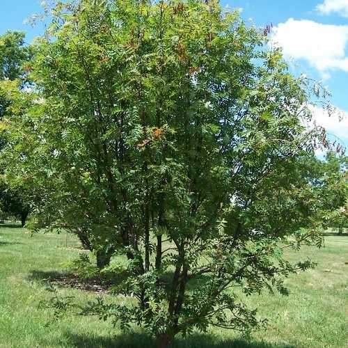  Sorbus Commixta