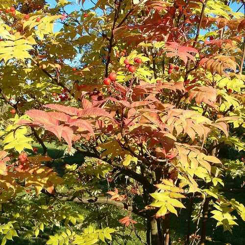  Sorbus Commixta