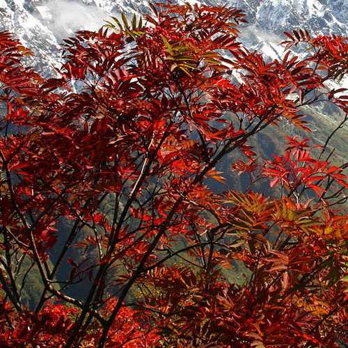  Sorbus Commixta