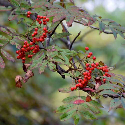  Sorbus Commixta