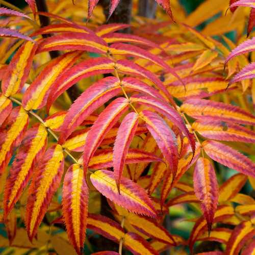  Sorbus Commixta Olympic Flame
