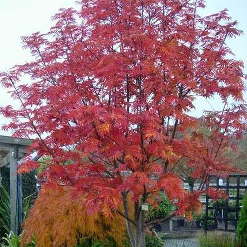  Sorbus Commixta Olympic Flame