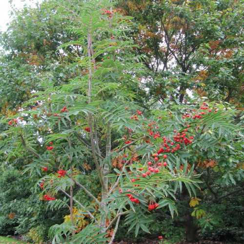 Sorbus Commixta Olympic Flame