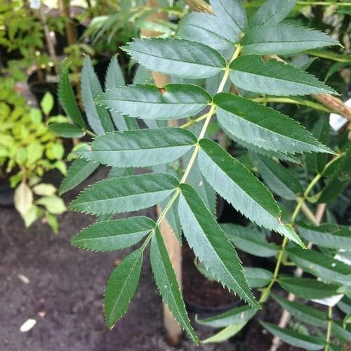  Sorbus Commixta Olympic Flame
