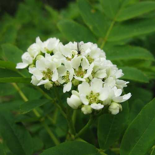  Sorbus Matsumurana
