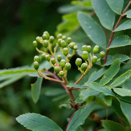  Sorbus Matsumurana