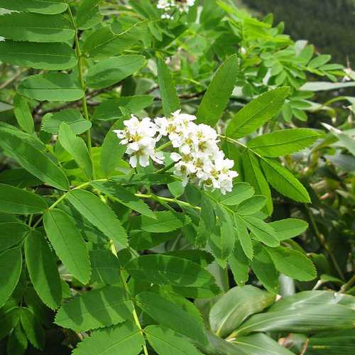  Sorbus Matsumurana