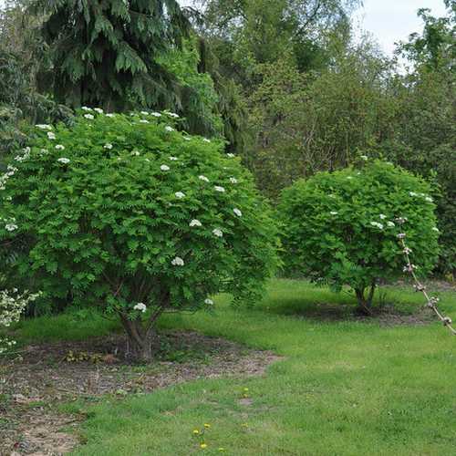  Sorbus Matsumurana