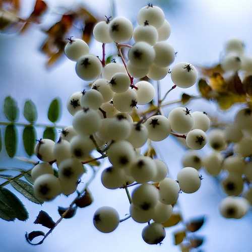 Sorbus Prattii