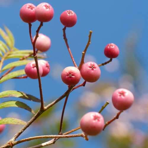  Sorbus Vilmorinii