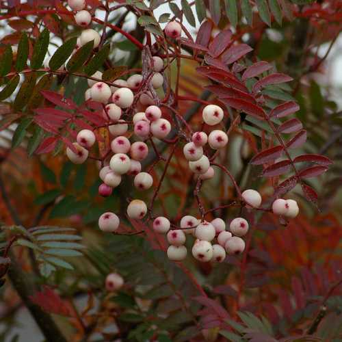  Sorbus Vilmorinii