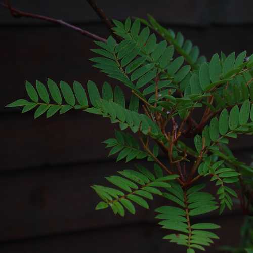  Sorbus Vilmorinii