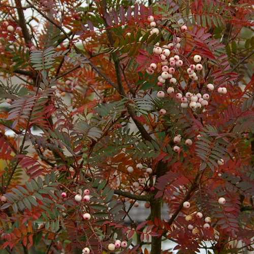 Sorbus Vilmorinii