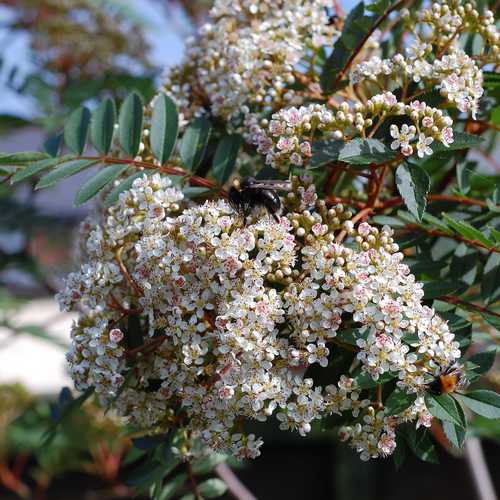  Sorbus Vilmorinii