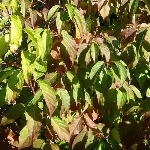  Stachyurus Praecox
