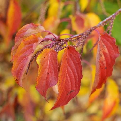  Stachyurus Praecox