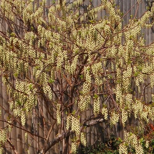  Stachyurus Praecox