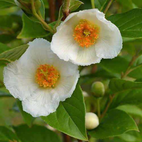  Stewartia Pseudocamellia Koreane - Korean Stewartia