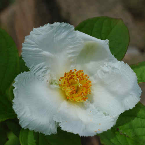  Stewartia Pseudocamellia Koreane - Korean Stewartia