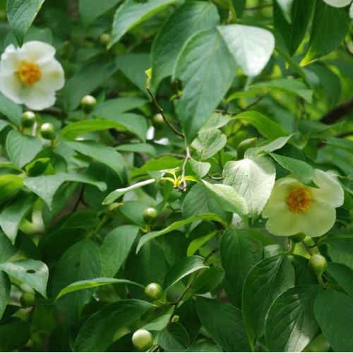  Stewartia Pseudocamellia Koreane - Korean Stewartia