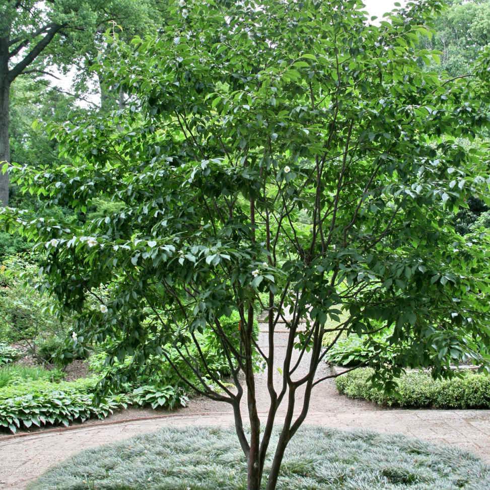  Stewartia Sinensis - Chinese Stewartia