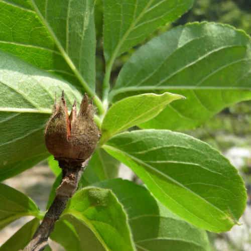  Stewartia Sinensis - Chinese Stewartia