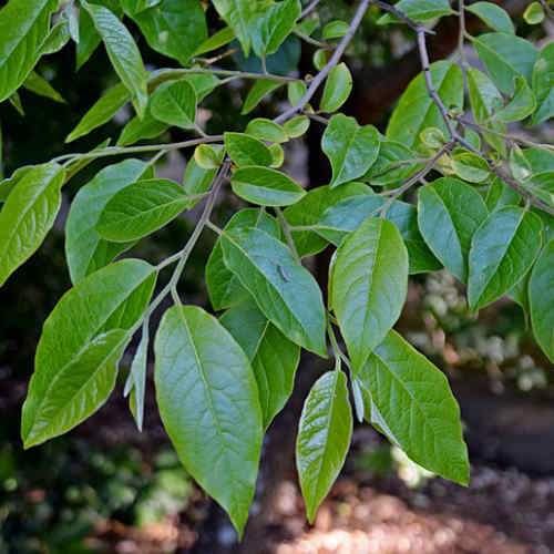  Stewartia Sinensis - Chinese Stewartia