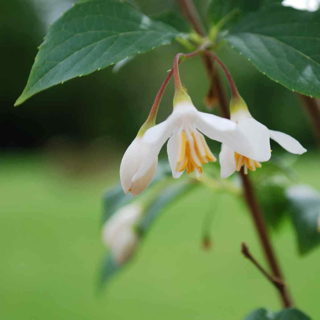  Stewartia Sinensis - Chinese Stewartia