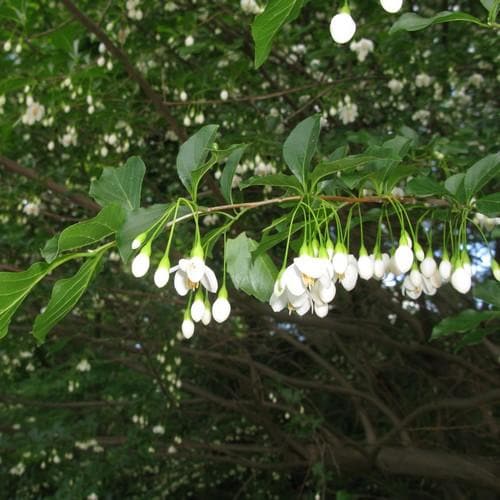  Styrax Japonica - Japanese Snowbell