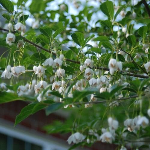  Styrax Japonica - Japanese Snowbell