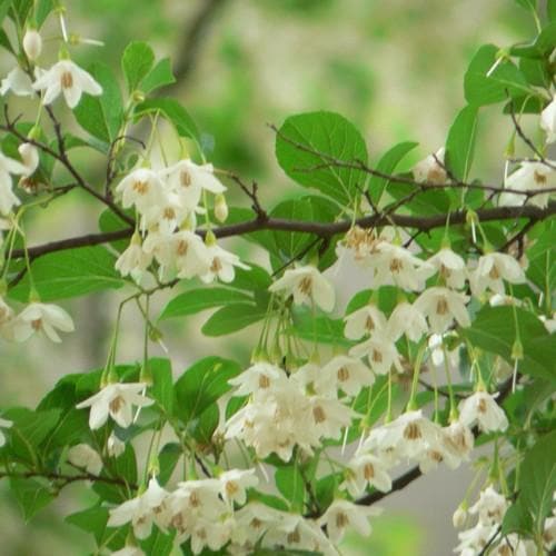  Styrax Japonica - Japanese Snowbell