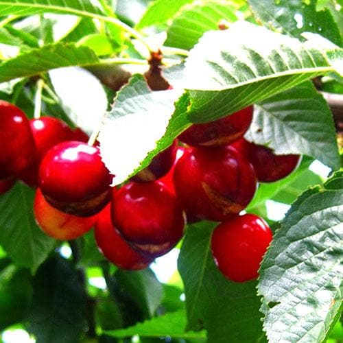  Cherry Sweetheart