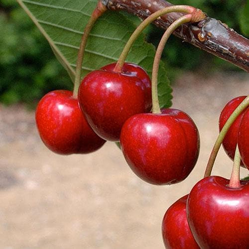  Cherry Sweetheart