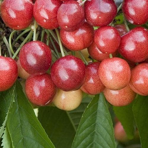  Cherry Sweetheart