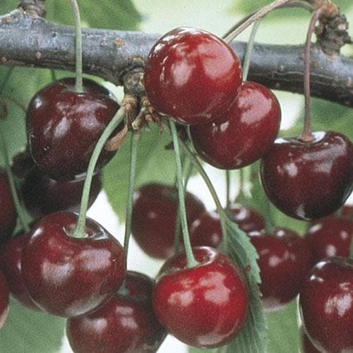  Cherry Sweetheart