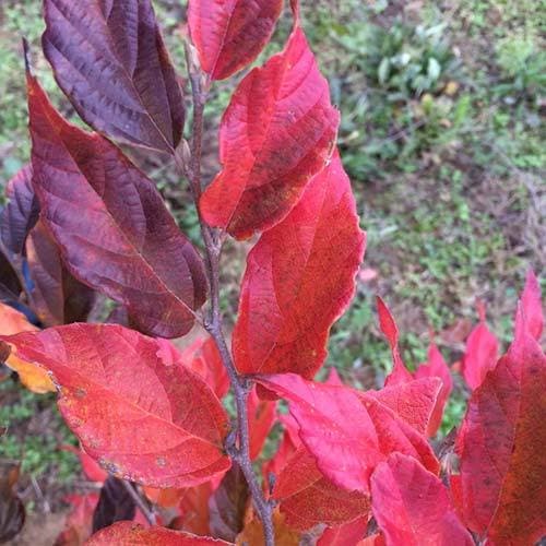  Sycoparrotia Semidecidua Purple Haze
