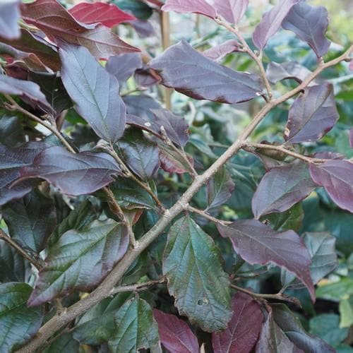  Sycoparrotia Semidecidua Purple Haze