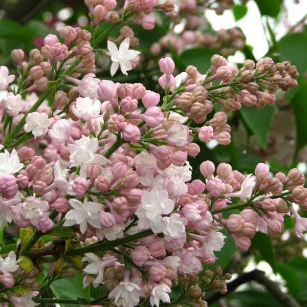  Syringa Vulgaris Beauty Of Moscow