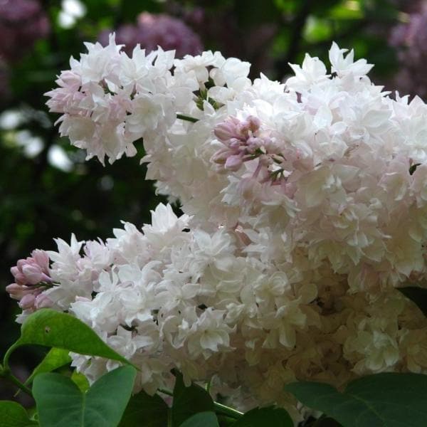  Syringa Vulgaris Beauty Of Moscow