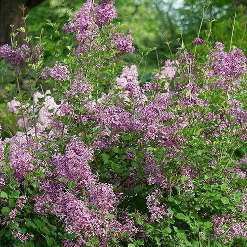  Syringa Vulgaris Beauty Of Moscow