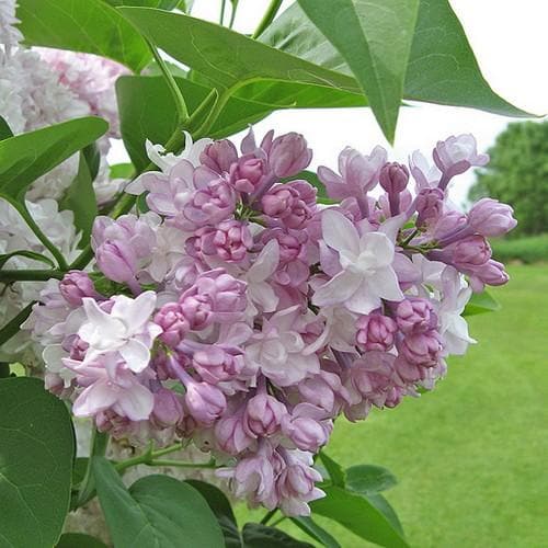  Syringa Vulgaris Beauty Of Moscow