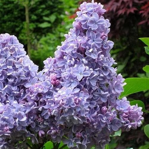  Syringa Vulgaris Carpe Diem
